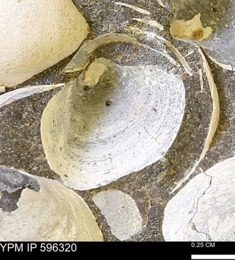 Limopsis striatopunctatus