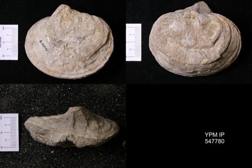 Derbya cymbula