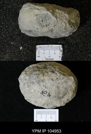 Paleofavosites prolificus