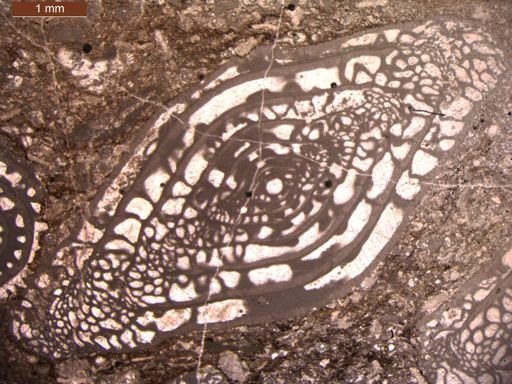 Triticites creekensis