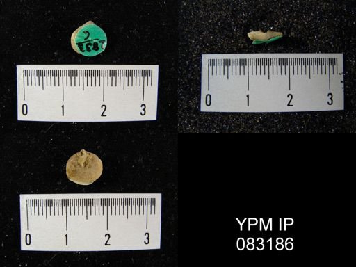 Rhipidomella oblata emarginata