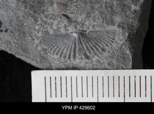 Mucrospirifer thedfordensis