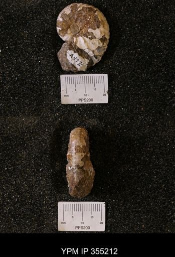 Discoscaphites sp.