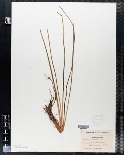Eleocharis robbinsii