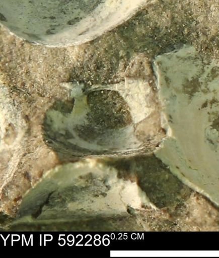 undet. Bivalvia