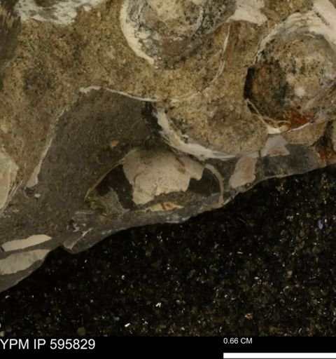 Protocardia sp.
