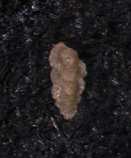 Verneuilina canadensis