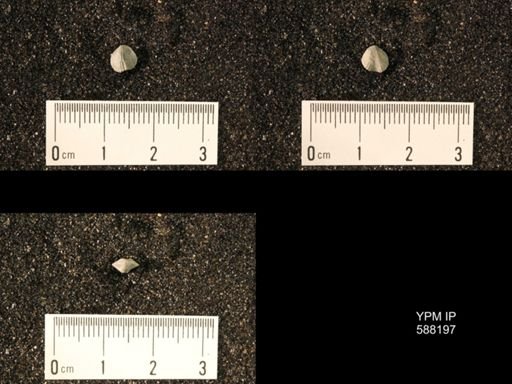 Zygospira modesta
