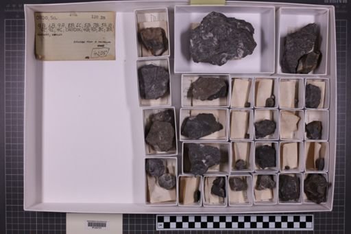 mixed taxa, stratigraphic collection