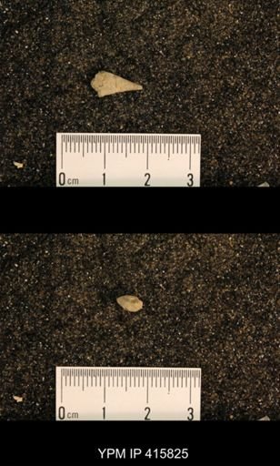 Meekospira choctawensis