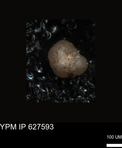 undet. Foraminiferida