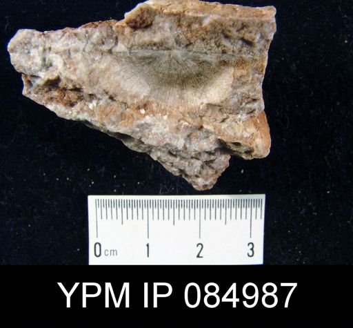 Amphistrophia prolongata var. chaleurensis
