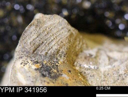 Cucullaea sp.