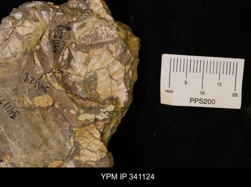 Scaphites sp.