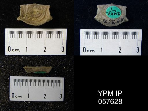 Leptaena rhomboidalis