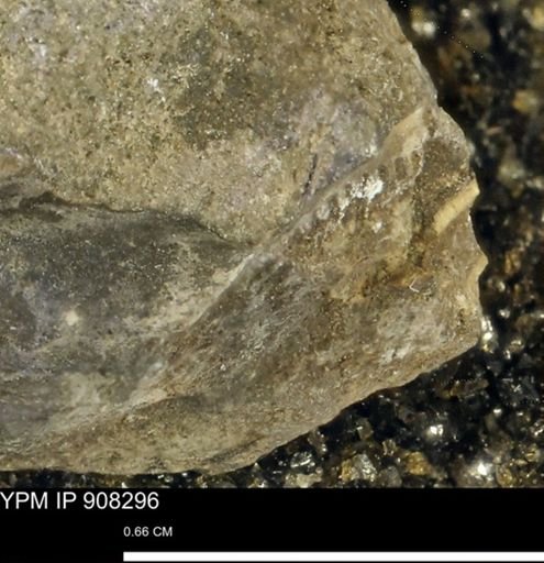 undet. Mollusca