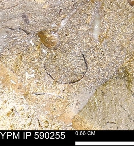 undet. Mollusca