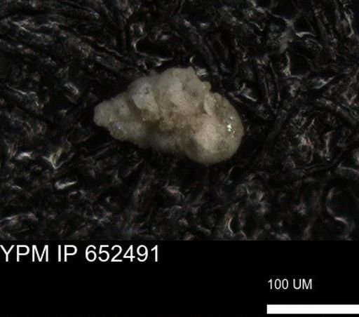 undet. Foraminiferida