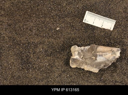Baculites sp.