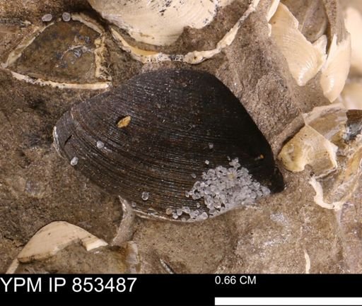 Limopsis striatopunctatus