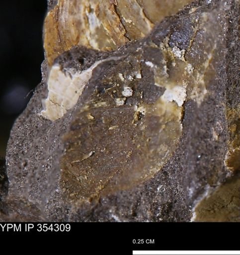 undet. Bivalvia