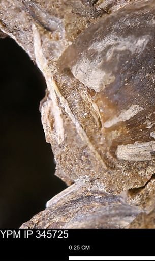 undet. Mollusca