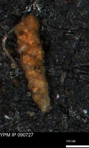 Verneuilinoides kansasensis