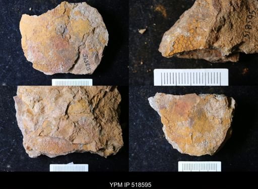 undet. Echinodermata