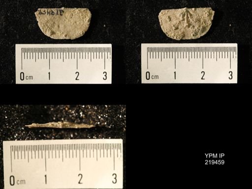 Chonetes granulifer