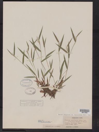 Panicum lanuginosum