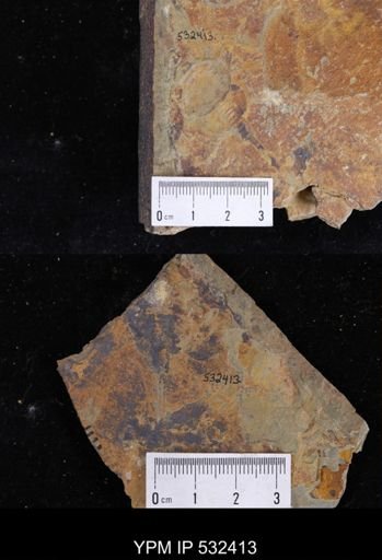 undet. Xiphosurida