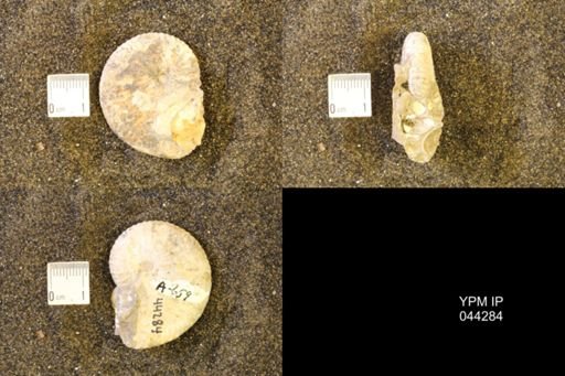 Hoploscaphites comprimus