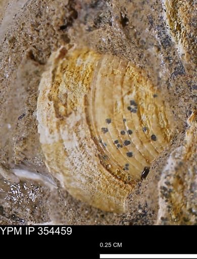 Limopsis striatopunctatus