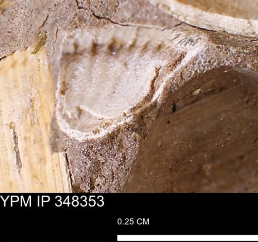 undet. Bivalvia
