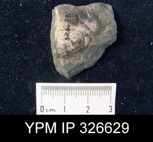 Productus sp.