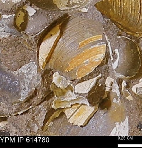 Limopsis striatopunctatus