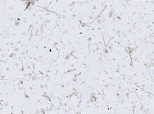 Clathria (Axosuberites)