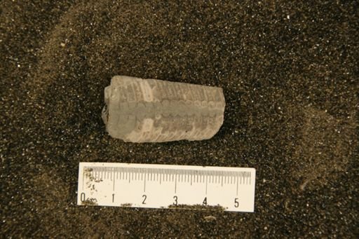 Polygrammoceras ellisense
