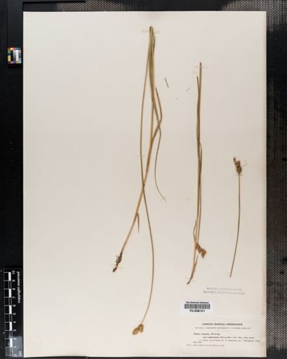 Carex alata