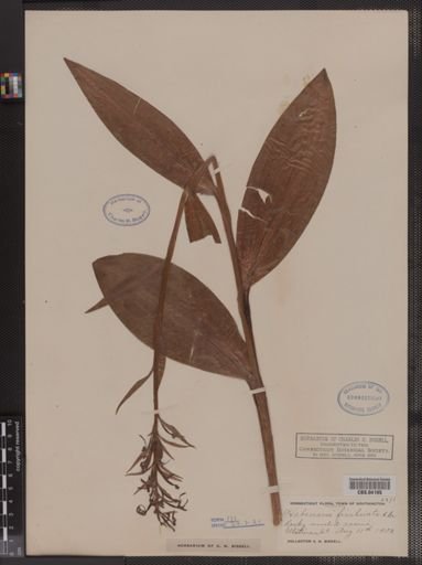 Habenaria fimbriata