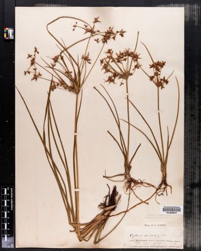 Cyperus dentatus