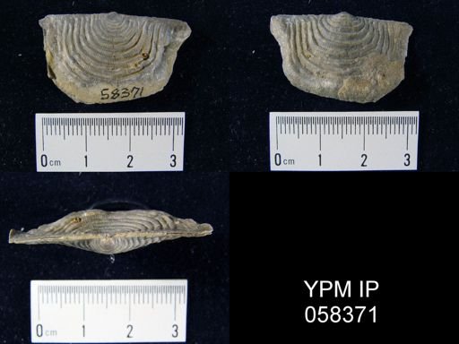 Leptaena rhomboidalis