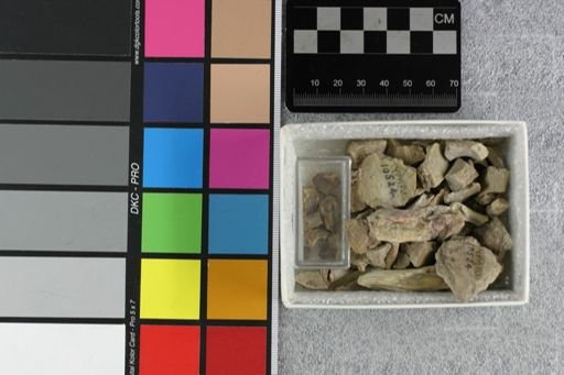 Hyaenodon sp.