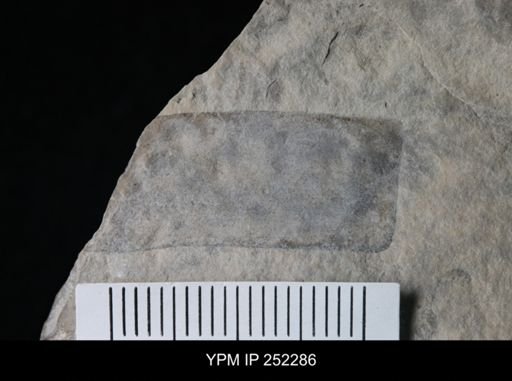 undet. Eurypterida