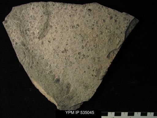 undet. Ostracoda