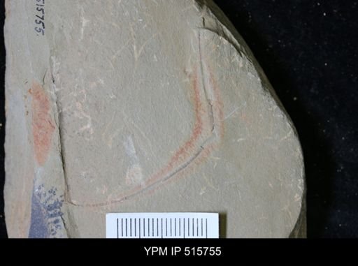 Ichnofossil