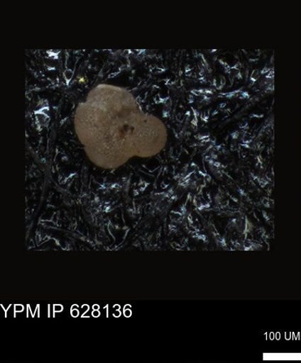undet. Foraminiferida