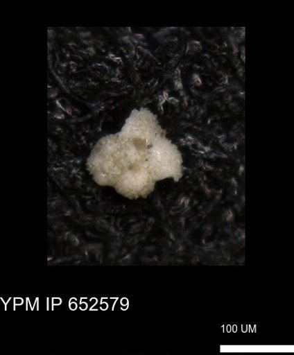 undet. Foraminiferida
