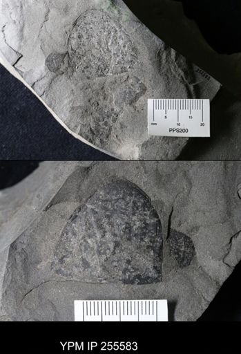 Hughmilleria sp.