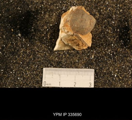 Linoproductus ovatus